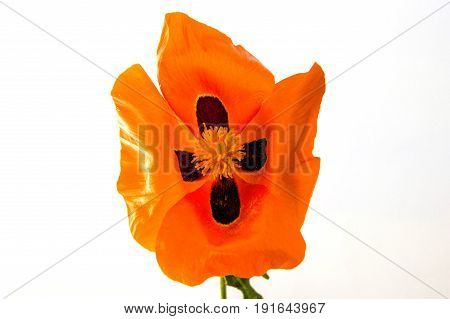 On the white ground are poppy flowers, poppy leafs, the best poppy flowers for projects and designs,