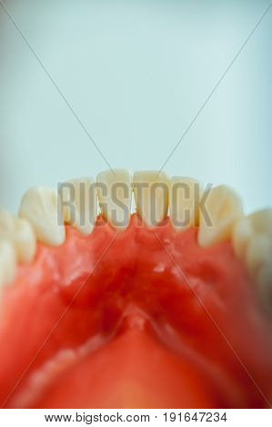 Teeth from inside