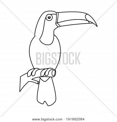 Wild tucan cartoon icon vector illustration graphic design
