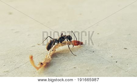 Macro of insect black ant to move food close up on the ground in nature process in vintage style