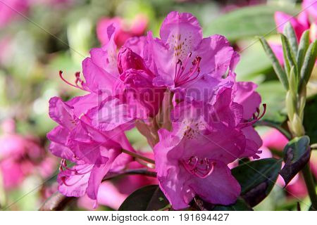 Rhododendron beautiful flower. Latvian University Rhododendron nursery 