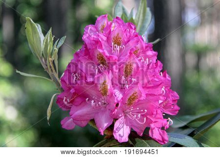 Rhododendron beautiful flower. Latvian University Rhododendron nursery 