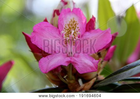 Rhododendron beautiful flower. Latvian University Rhododendron nursery 