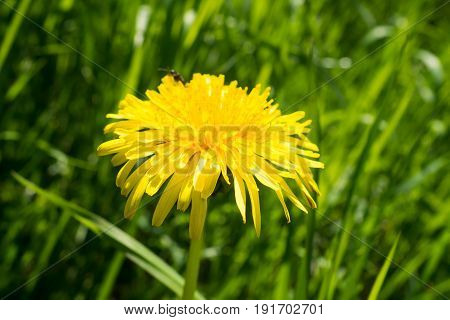 Yellow dandelion macro. Nature and insects in the spring meadow. Floral meadow with dandelions.