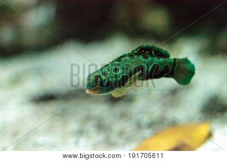Picturesque Dragonet Fish Synchiropus Picturatus