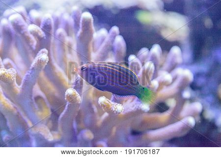 Pinstriped Wrasse Fish Halichoeres Melanurus