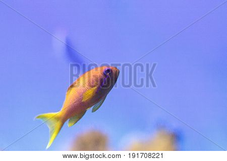 Yellow Lyretail Anthias Fish Known As Pseudanthias Squamipinnis