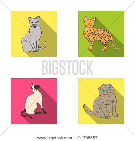 Siamese and other species. Cat breeds set collection icons in flat style vector symbol stock illustration .