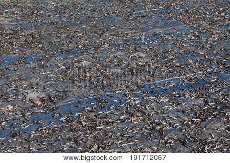 Fish are being dried in sunlight. This is traditional source of livelihood in Myanmar. Ngapali beach, Myanmar