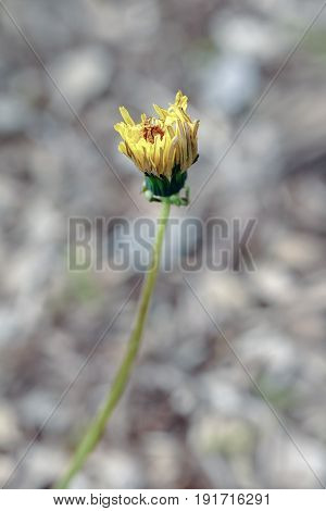 Closeup macro shot of green and yellow dandelion unblown bud outside on blurry background