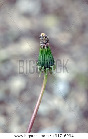 Closeup macro shot of green and yellow dandelion unblown bud outside on blurry background