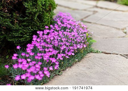 Dianthus deltoides carnation pink flowers - ground cover plant for alpine hills in bloom. Selective focus