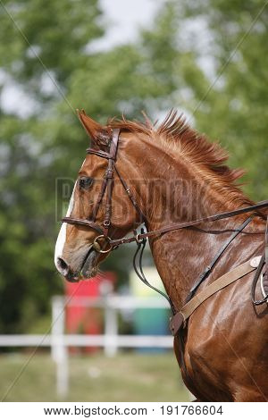 Vertical head shot closeup of a young horse on show jumping event