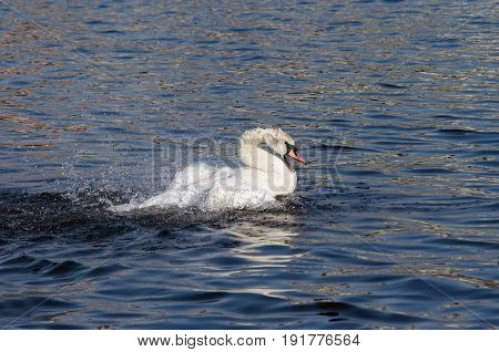 Image of the angry swan floating on the water