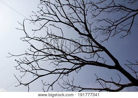 Silhouettes dead tree branches with sky without leafs blue sky view from below.