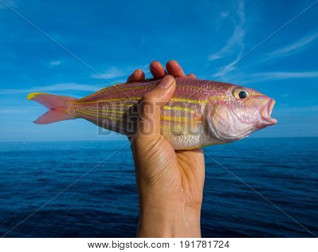 A left hand holding a big fresh red snapper with sea and blue sky background