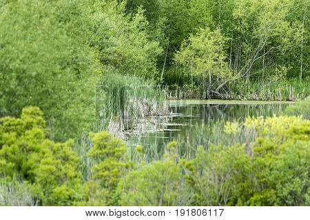 Southern edge of wetland created on Atlas Tack Superfund site in Fairhaven Massachusetts