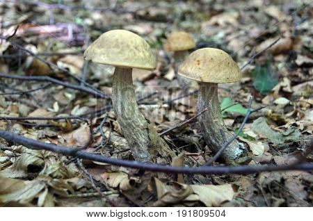 Leccinum scabrum with a brown hat grows in the forest in dry foliage and branches