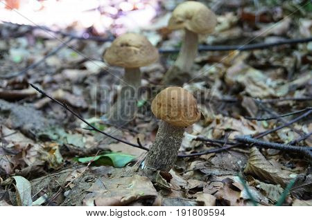 Leccinum scabrum with a brown hat grows in the forest in dry foliage and branches