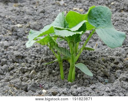 Green cucumber plant, growing in the garden nursling