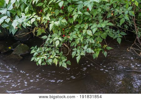 A Salmonberry bush hangs over a stream.