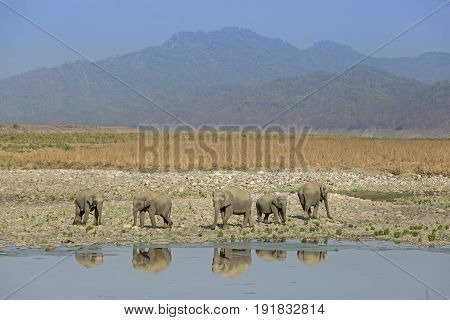 A herd of asiatic elephants and their reflection with hills at background