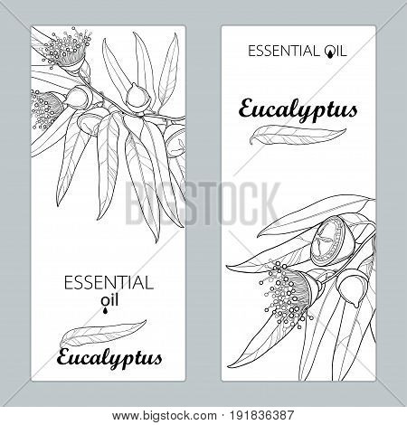 Vector templates with outline Eucalyptus globulus, fruit, flower and leaves isolated. Floral design for poster, banner, package with contour Eucalyptus branch for cosmetic, aromatherapy, medicine.
