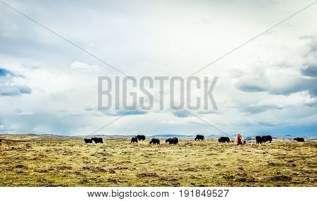 View on Yak herd and nomad in the tibetan highlands