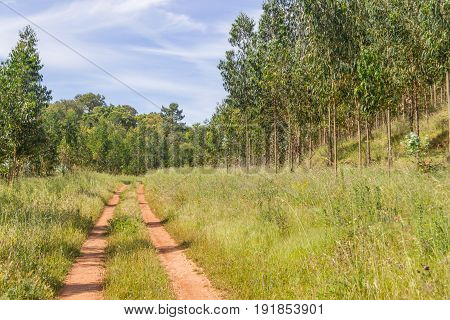 Trail In Eucalyptus Forest Santiago Do Cacem