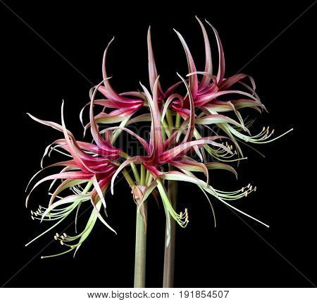 Amaryllis (Hippeastrum) exotic Chiko isolated on the black background