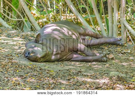 Adult Tapir Resting At Zoo