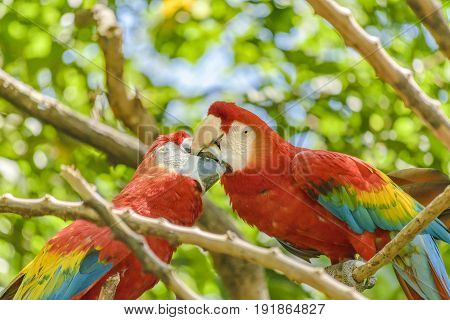 Ecuadorian Parrots At Zoo, Guayaquil, Ecuador