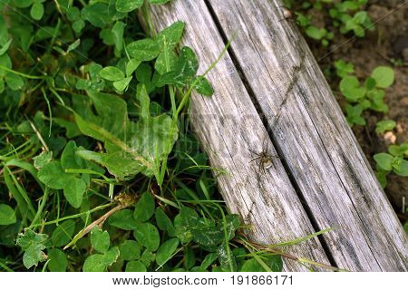 Wolf spider with a white egg sac walks along a wooden log on among grass and clover in a garden