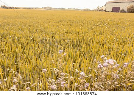 a field on a bright sunny early autumn day