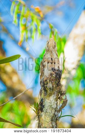 Juvenile Great Potoo of Nyctibius grandis bird, in the Cuyabeno Wildlife Reserve, Amazon Basin, Ecuador.