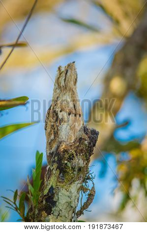 Juvenile Great Potoo of Nyctibius grandis bird, in the Cuyabeno Wildlife Reserve, Amazon Basin, Ecuador.