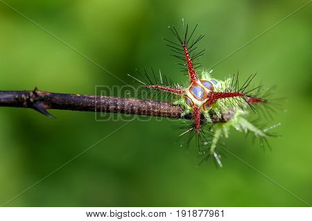 Image of a wattle cup caterpillar on nature background. Insect Animal