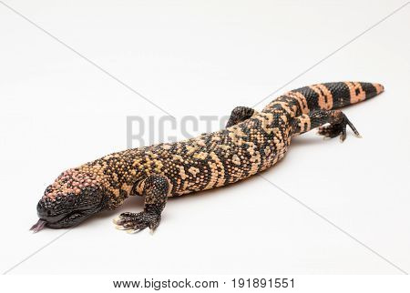 Gila Monster Lizard on White Background Isolated