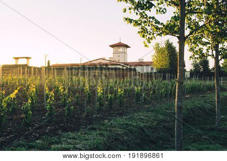 Vineyards And Winery In Soft Sunlight Picturesque Rural Landscape Concapt