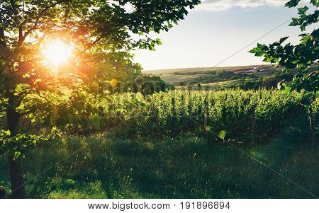 Grape Valley In Soft Sunset Light Growing Vineyard Picturesque Rural Landscape
