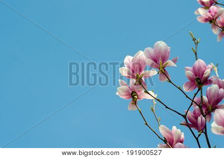 Beautiful purple magnolia flowers in the spring season on the magnolia tree. Blue sky background. Magnolia blossom.
