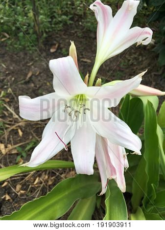 white Crinum latifolium flower in nature garden