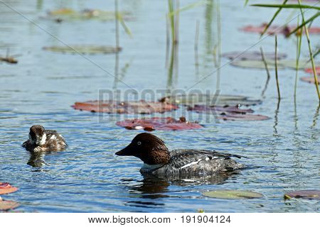 Female Common goldeneye (Bucephala clangula) and duckling swimming on pond.