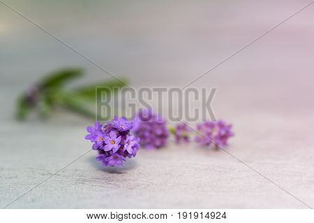 Lavender Flowers On Concrete Table
