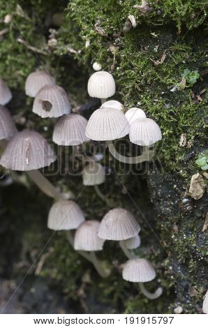 Mushrooms (Coprinus disseminatus) on a stump in a green moss