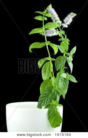 Mint_Herb