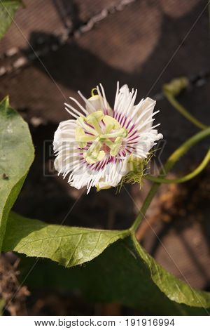white Passiflora foetida flower in nature garden