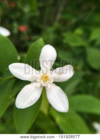 white Wrightia antidysenterica flower in nature garden