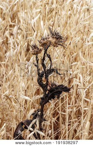 Dry thistle with blurred golden yellow background of dry oats