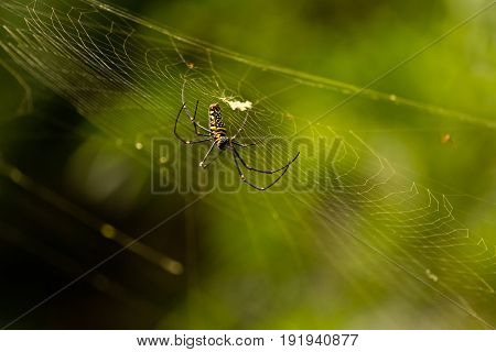 Nephila Maculata, Giant Wood Spider, Kokan, Maharashtra, India.